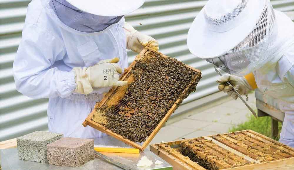 Beekeeping Training And Extension Bees4kenya